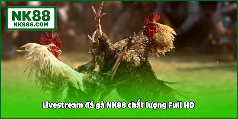 Livestream đá gà NK88 chất lượng Full HD 