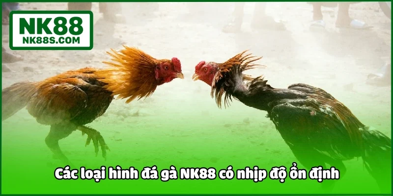 Các loại hình đá gà NK88 có nhịp độ ổn định