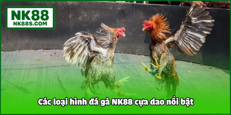 Các loại hình đá gà NK88 cựa dao nổi bật