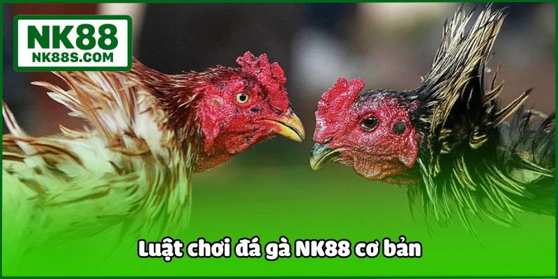 Luật chơi đá gà NK88 cơ bản