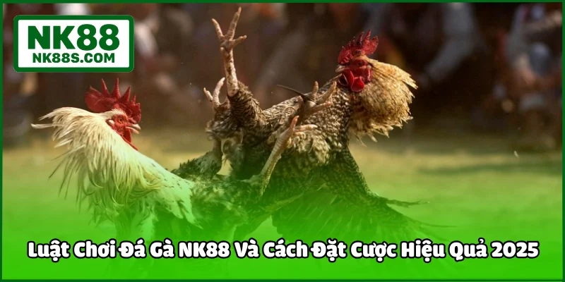 Luật Chơi Đá Gà NK88 Và Cách Đặt Cược Hiệu Quả 2025